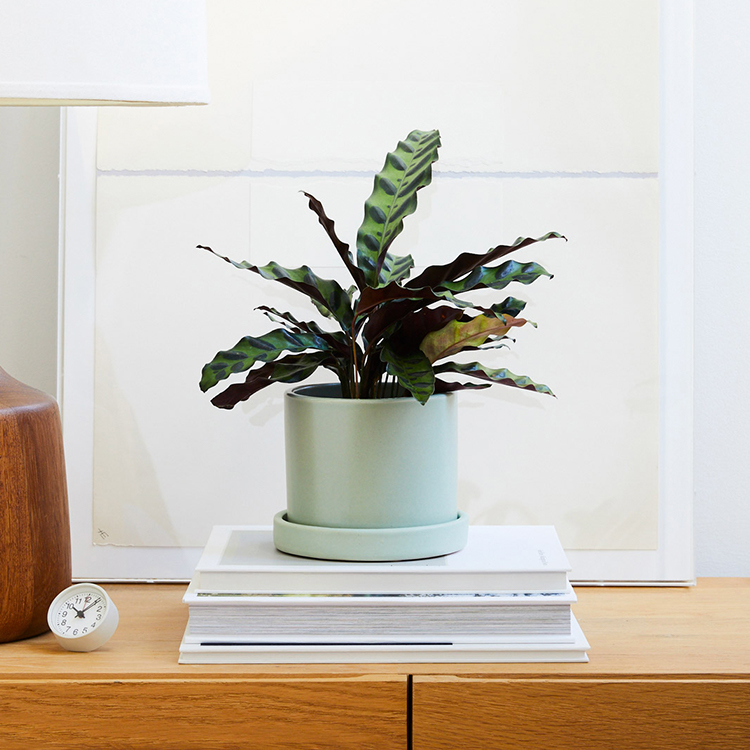Calathea Rattlesnake Plant