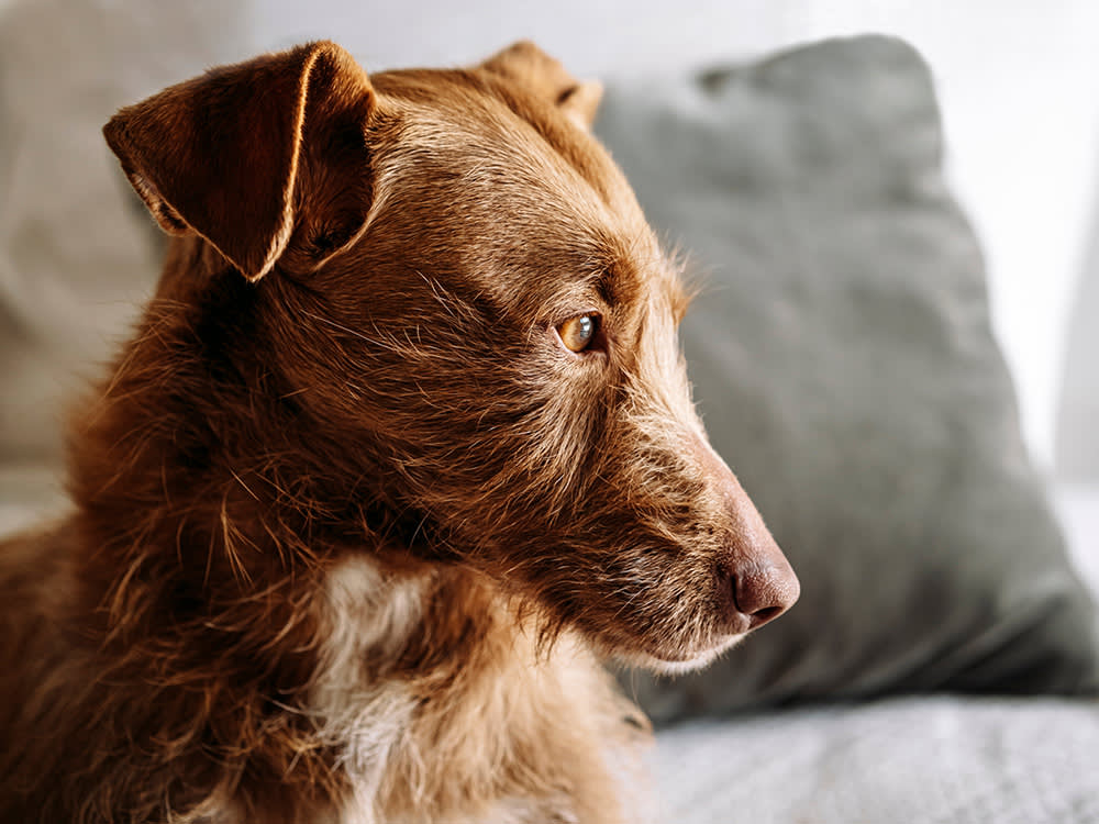 A profile view of a cute dog sitting on a couch. 