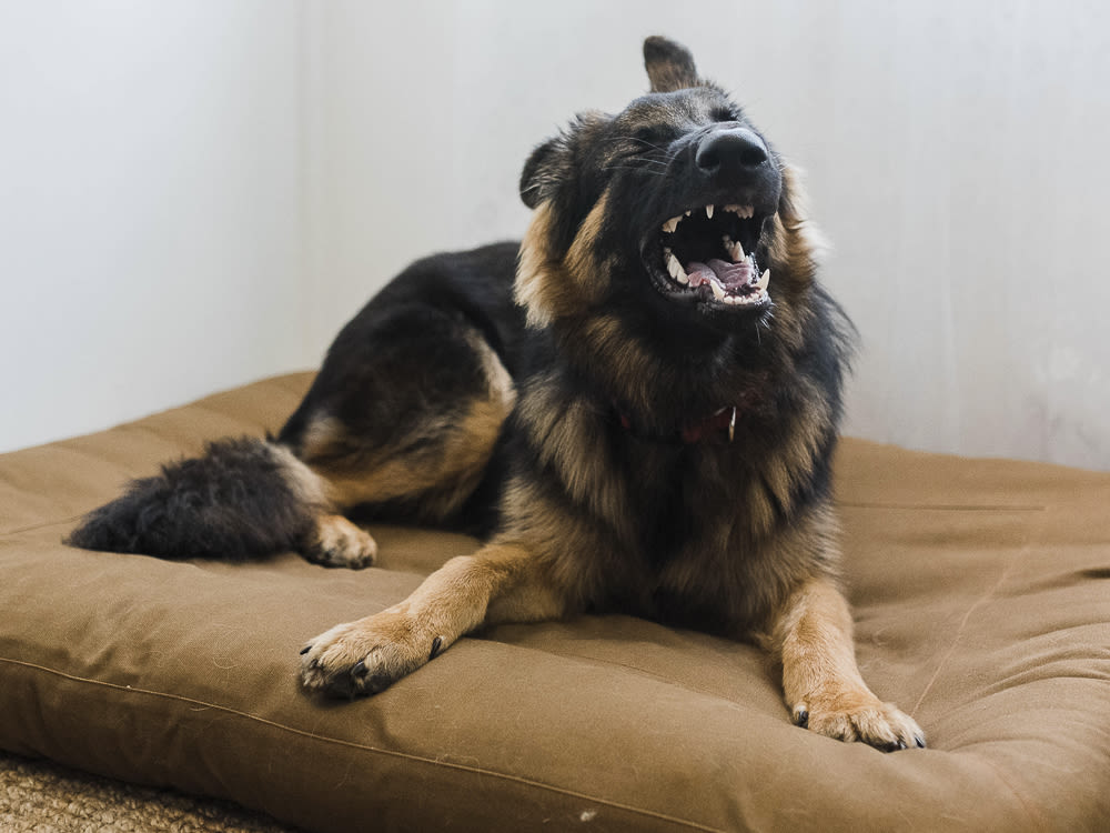 Dog sneezing on dog bed 
