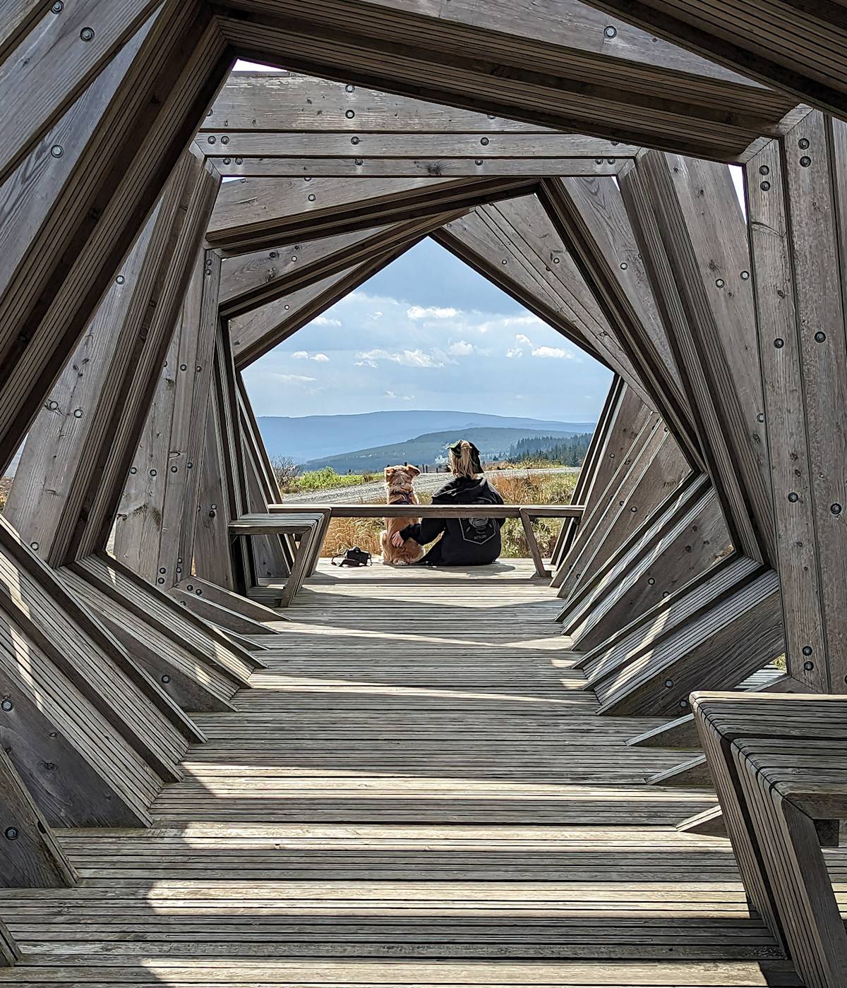 Kielder forest in northumberland