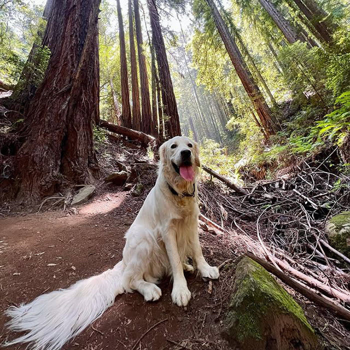 a dog stands in a forest
