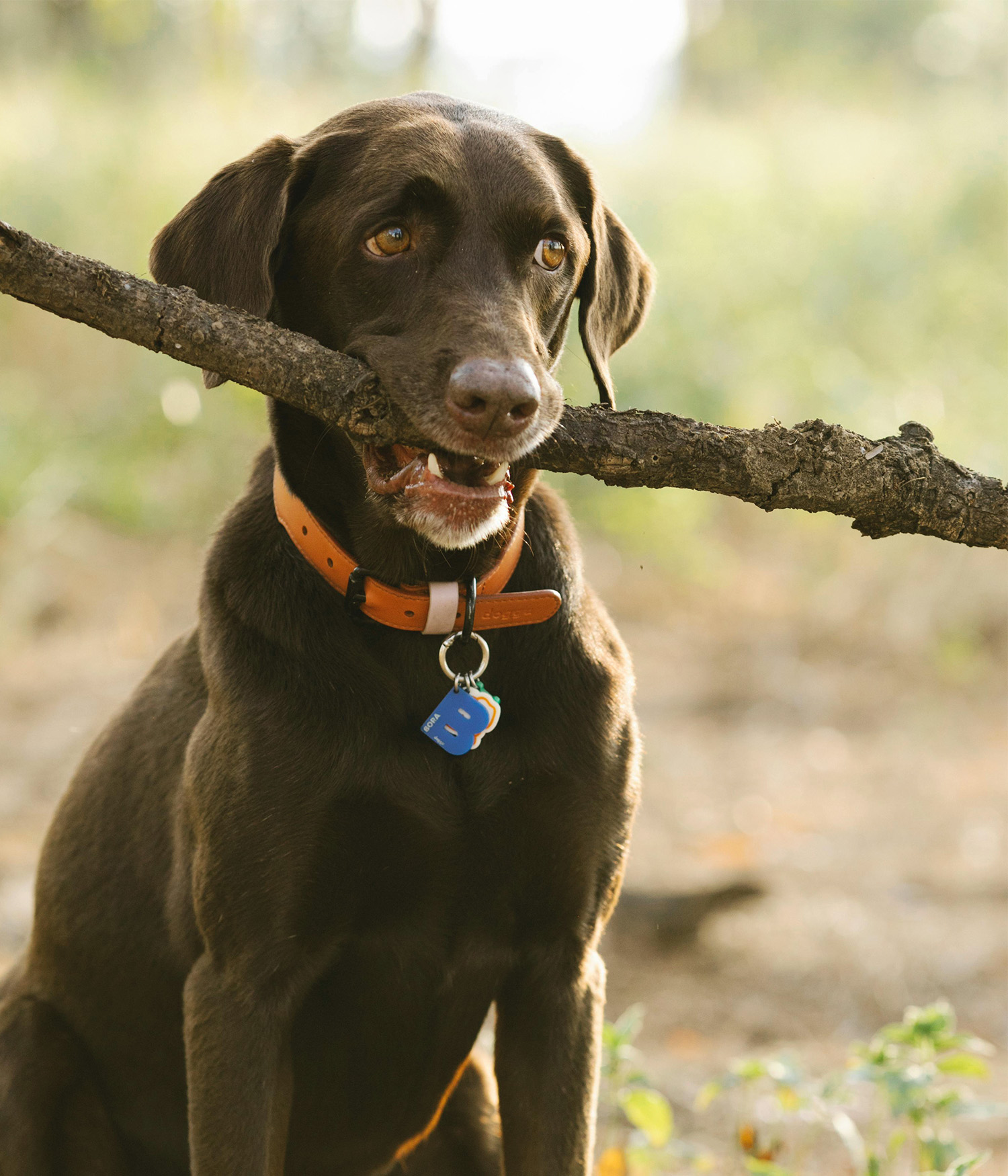 Labrador with wooden stick in mouth
