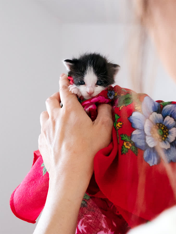 Newborn stray baby kitten, two weeks old adopted from the street in safe enviorment.
