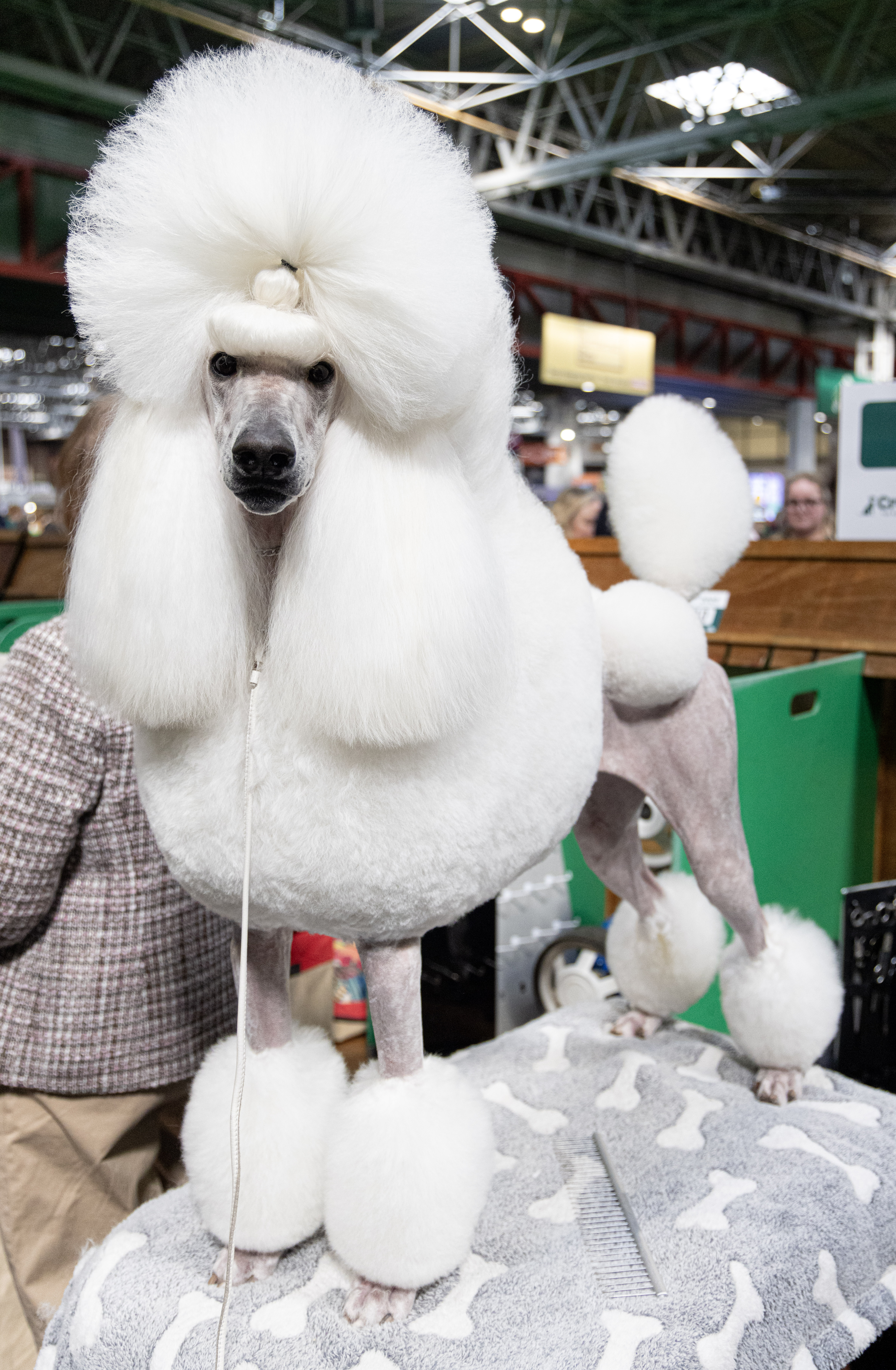 Poodle at crufts