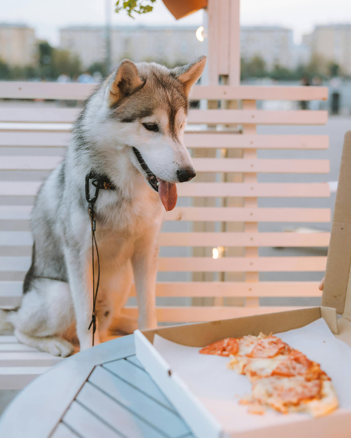 husky dog looking at a pizza box