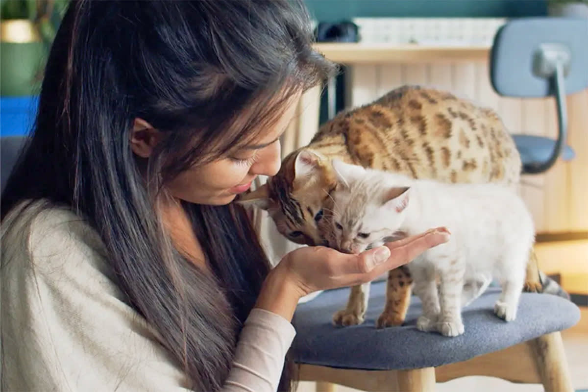 Cat licking a person's hands