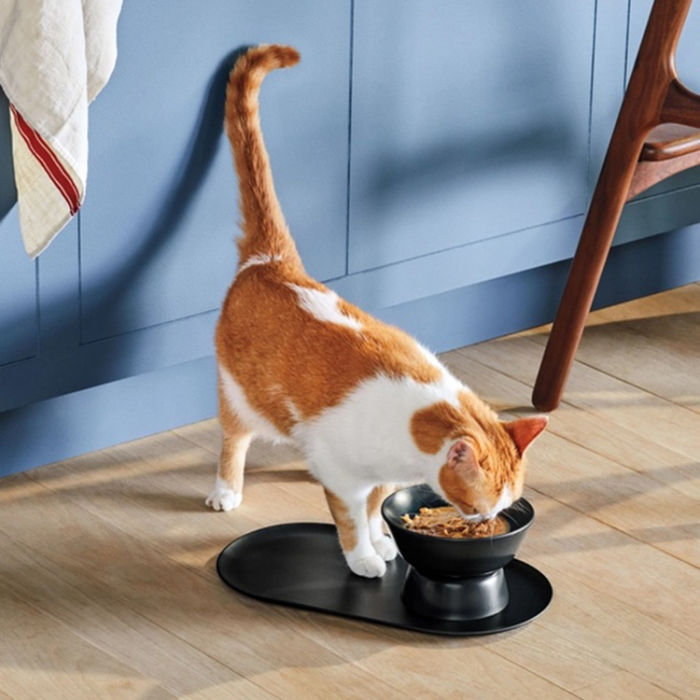 A cat eating out of a black bowl from the brand, cat person. 