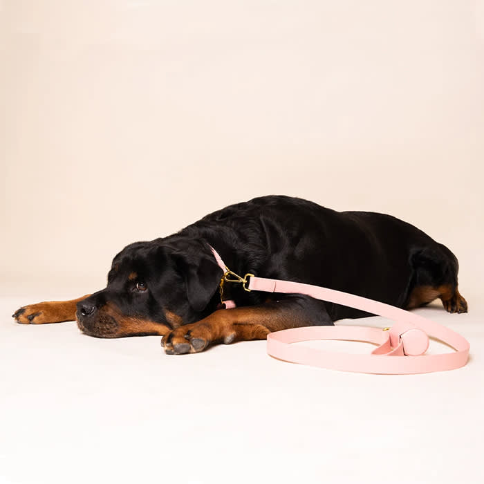 dog on pink leash