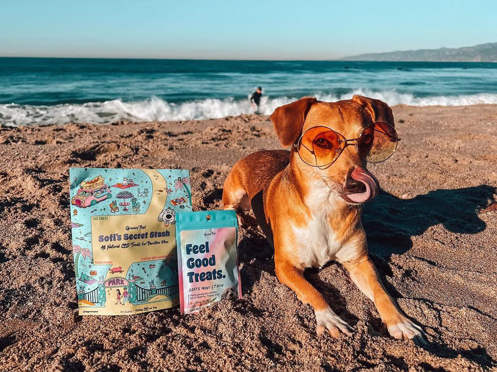 a dog with sunglasses sits on the sand at the beach with Sofi‘s Stash treats