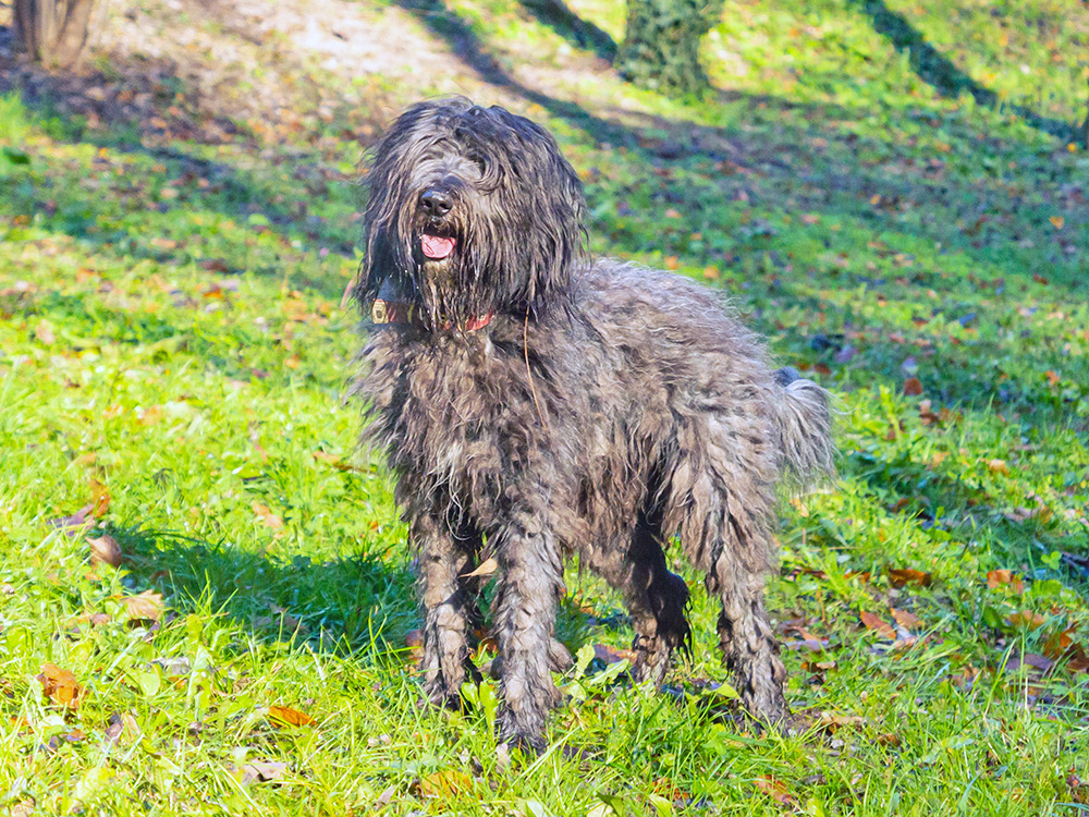 A dark dog with fur covering their eyes stands on green grass.
