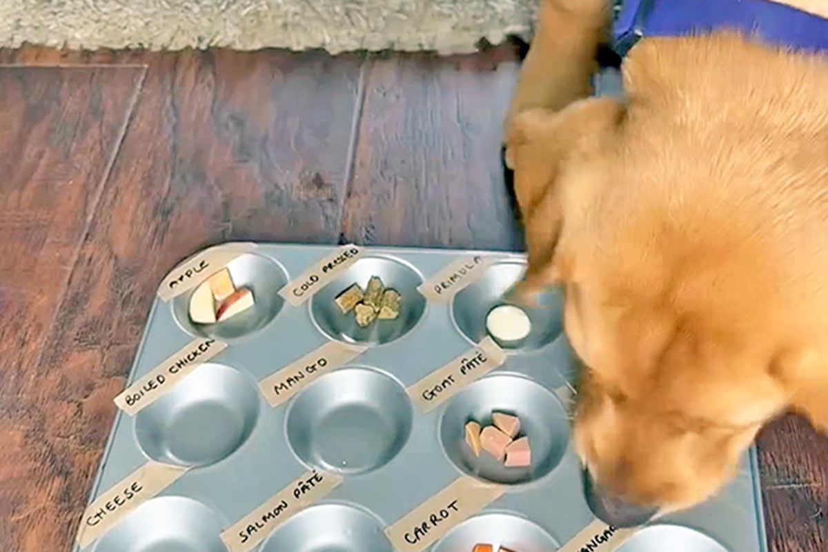 a dog chooses food from a muffin tin