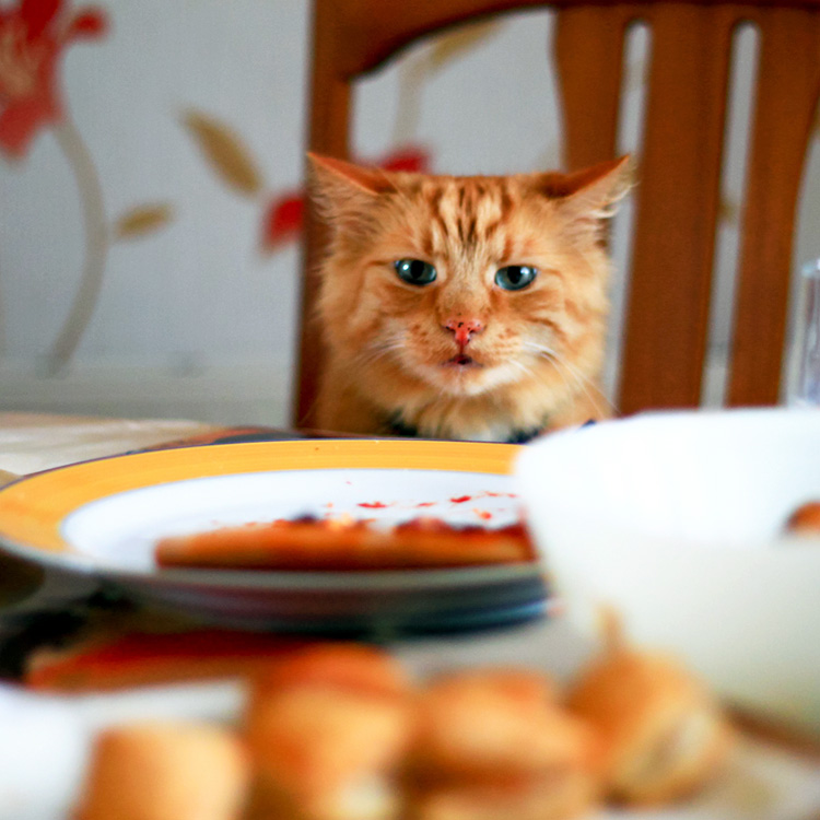 An orange cat sitting at the table with a slice of pizza and sausage rolls in the foreground