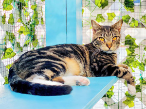 Cat sitting on a sky blue ledge with plant vines in the background