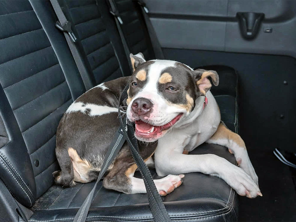 Dog on the Doggie Bus