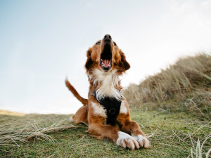 Press Pause: How to Manage Dog Play