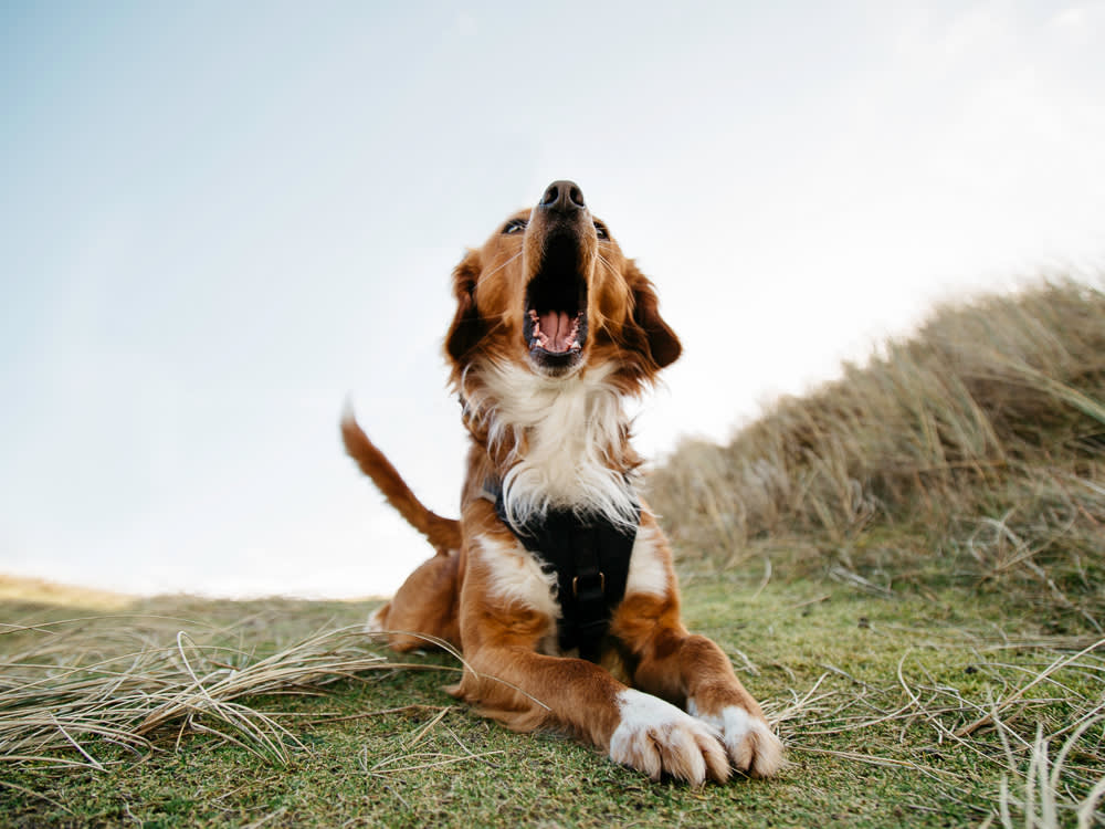 Dog Lays On The Ground Barking