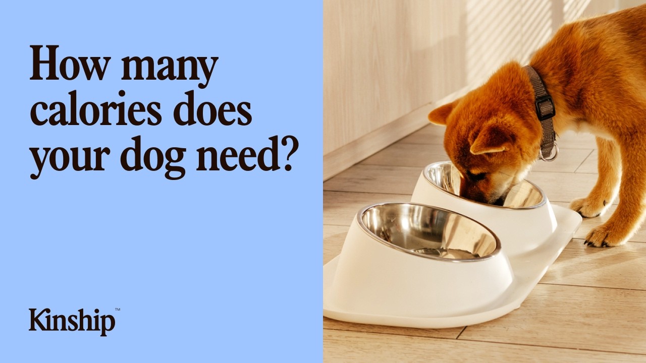 How Much Should I Feed My Dog?