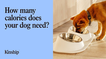 How Much Should I Feed My Dog?