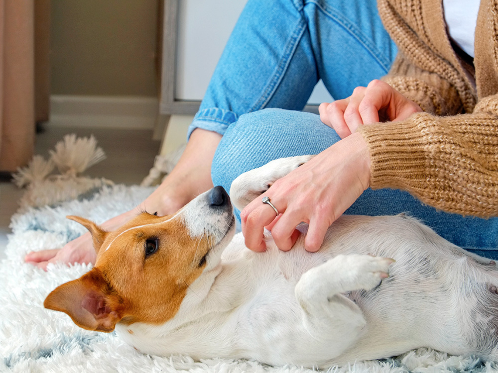 Woman petting dog's stomach at home.