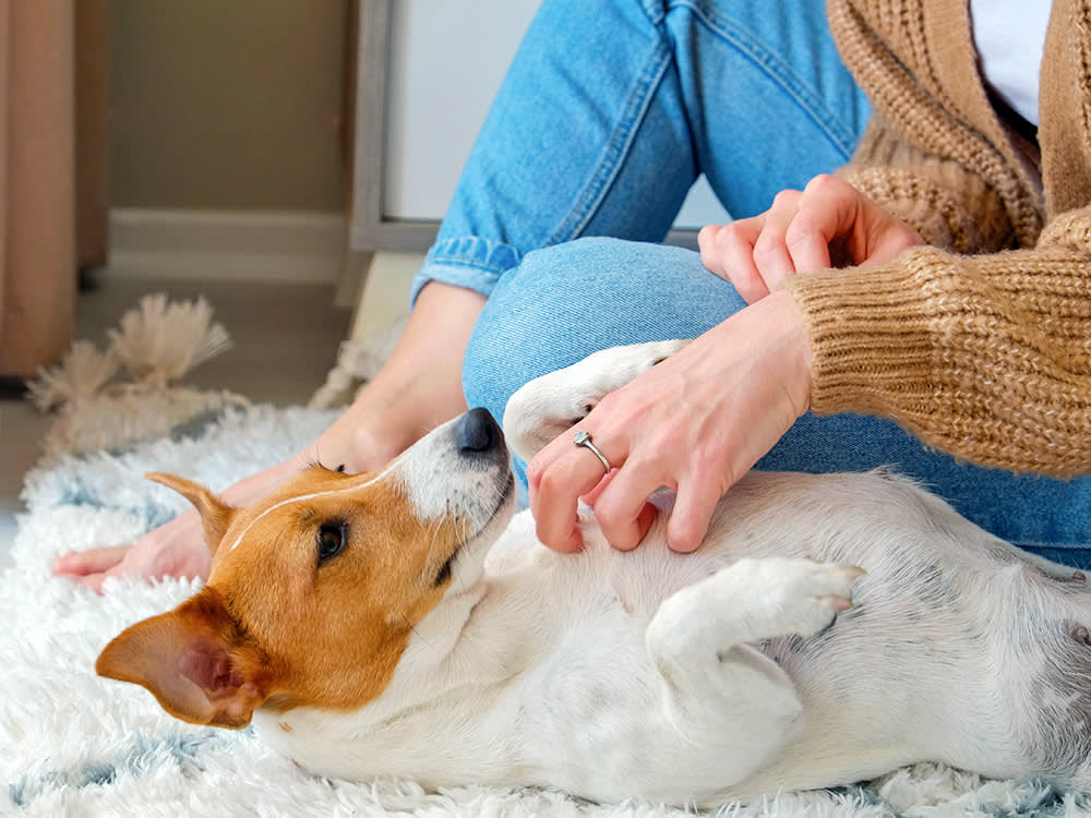 Woman petting dog's stomach at home.