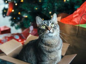 Tabby cat in a box under the Christmas tree 