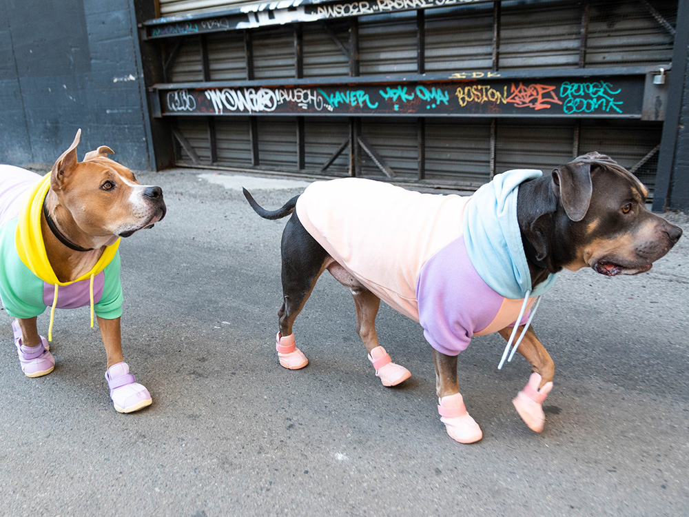 two dogs in hoodies