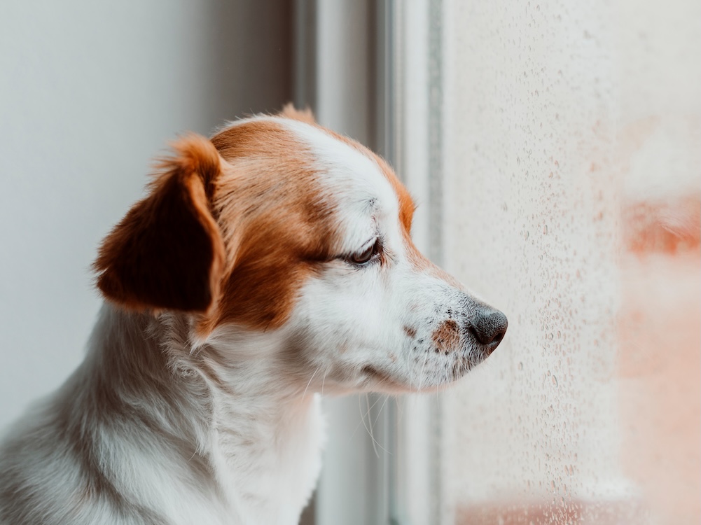 Dog Staring out window