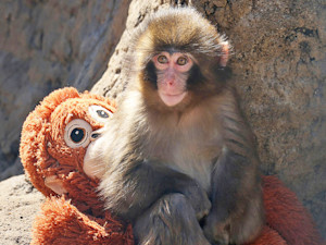 Punch, a baby macaque monkey at Ichikawa City Zoo in Ichikawa, Japan (about 20 miles east of Tokyo), has gone viral for his sweet demeanor.