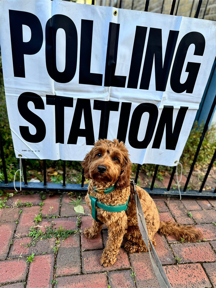 Cockerpoo at polling station 