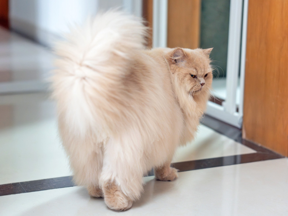 Funny fluffy cat walking at home.