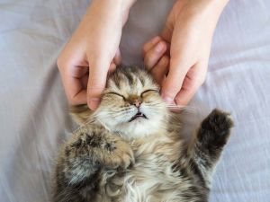 Woman's hands massaging the head of a Persian kitten