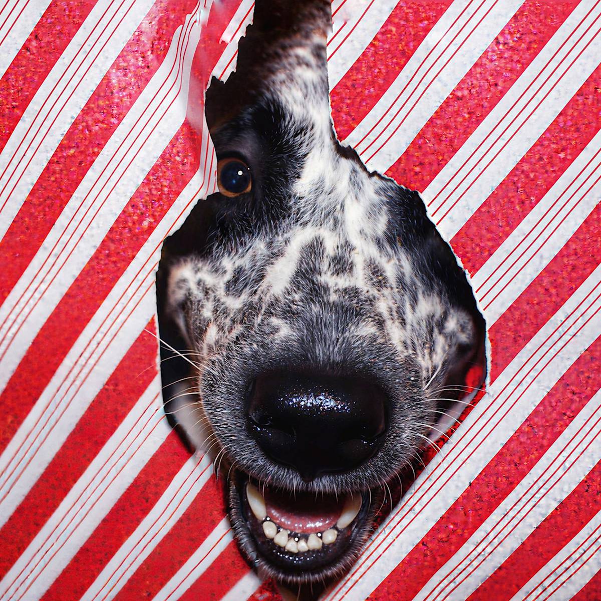 Dog poking head through red and white striped christmas wrapping paper