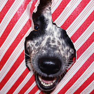 Dog poking head through red and white striped christmas wrapping paper
