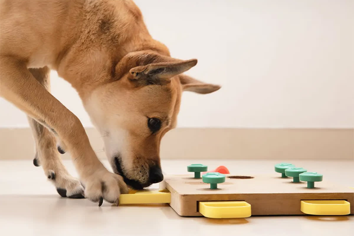 Dog puzzle feeder