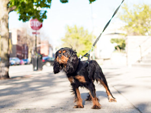Cute black dog pulling on his leash outside on the sidewalk.