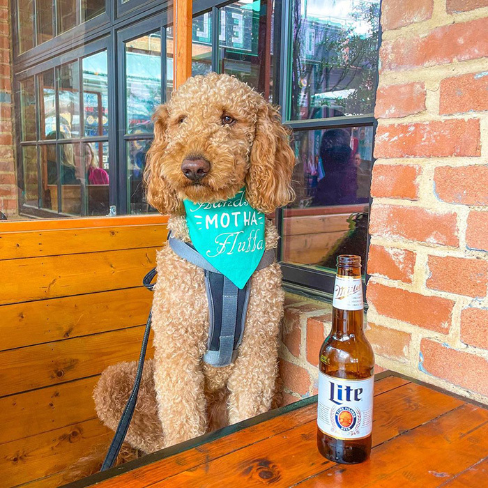 a brown dog at Dot's Hop House