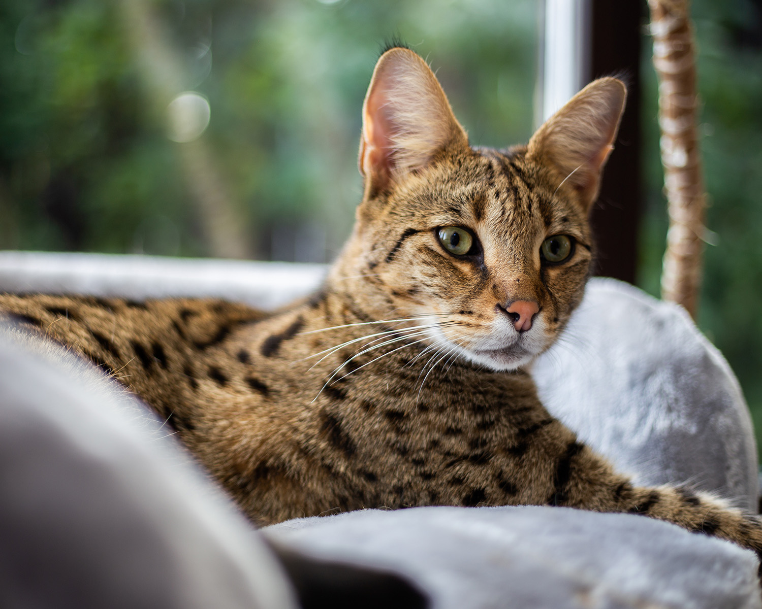 a savannah cat lies in a grey bed