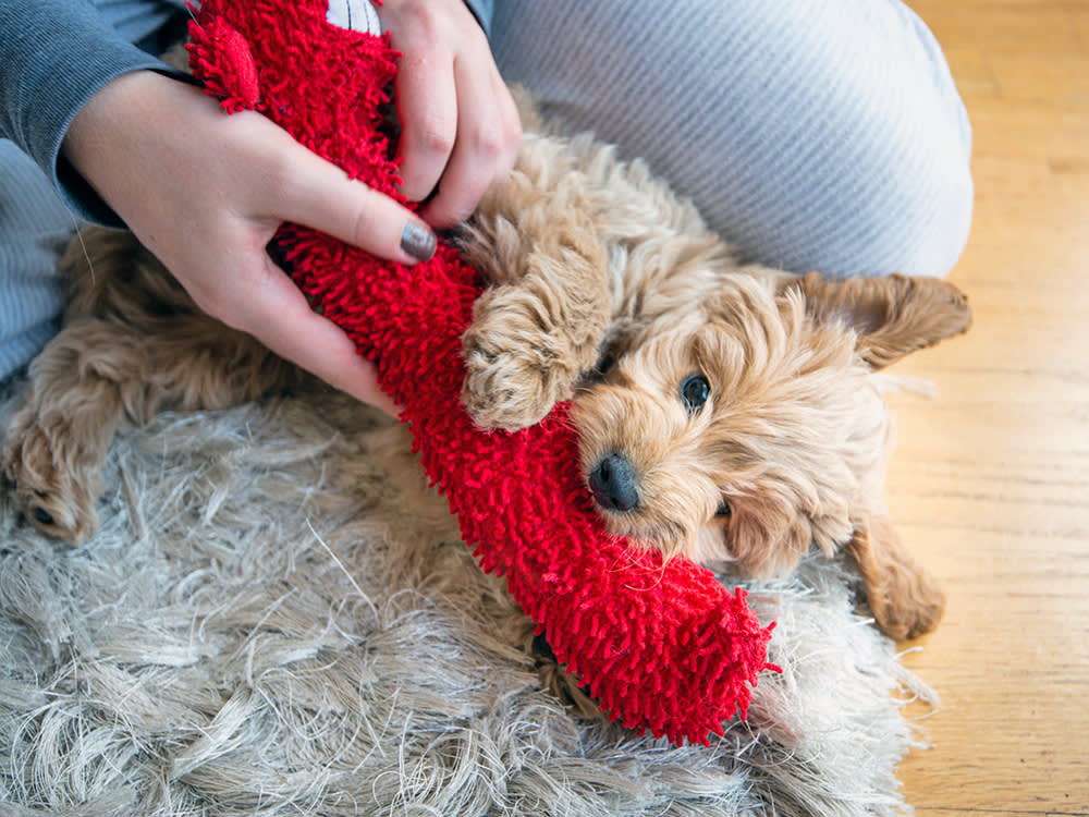 puppy chewing a red toy
