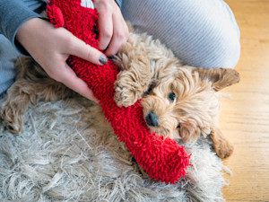 puppy chewing a red toy