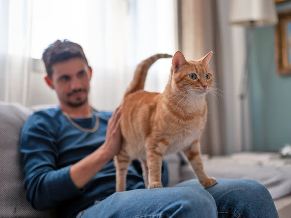Man looking at his orange cat while it turns it's back to him.