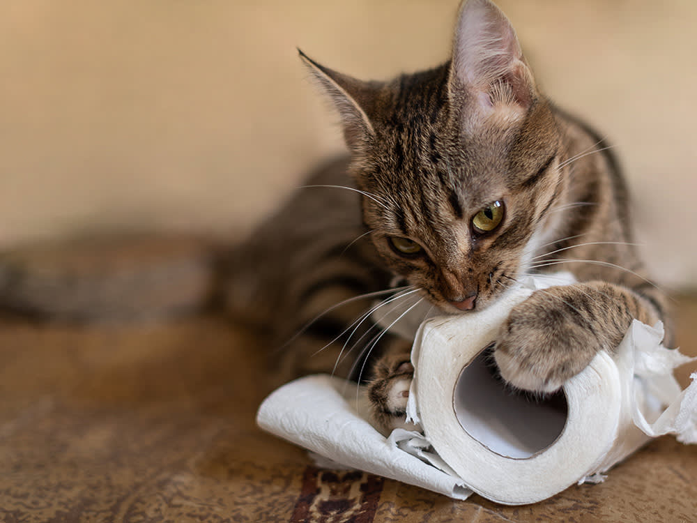 Cute tabby cat playing with roll of toilet paper.