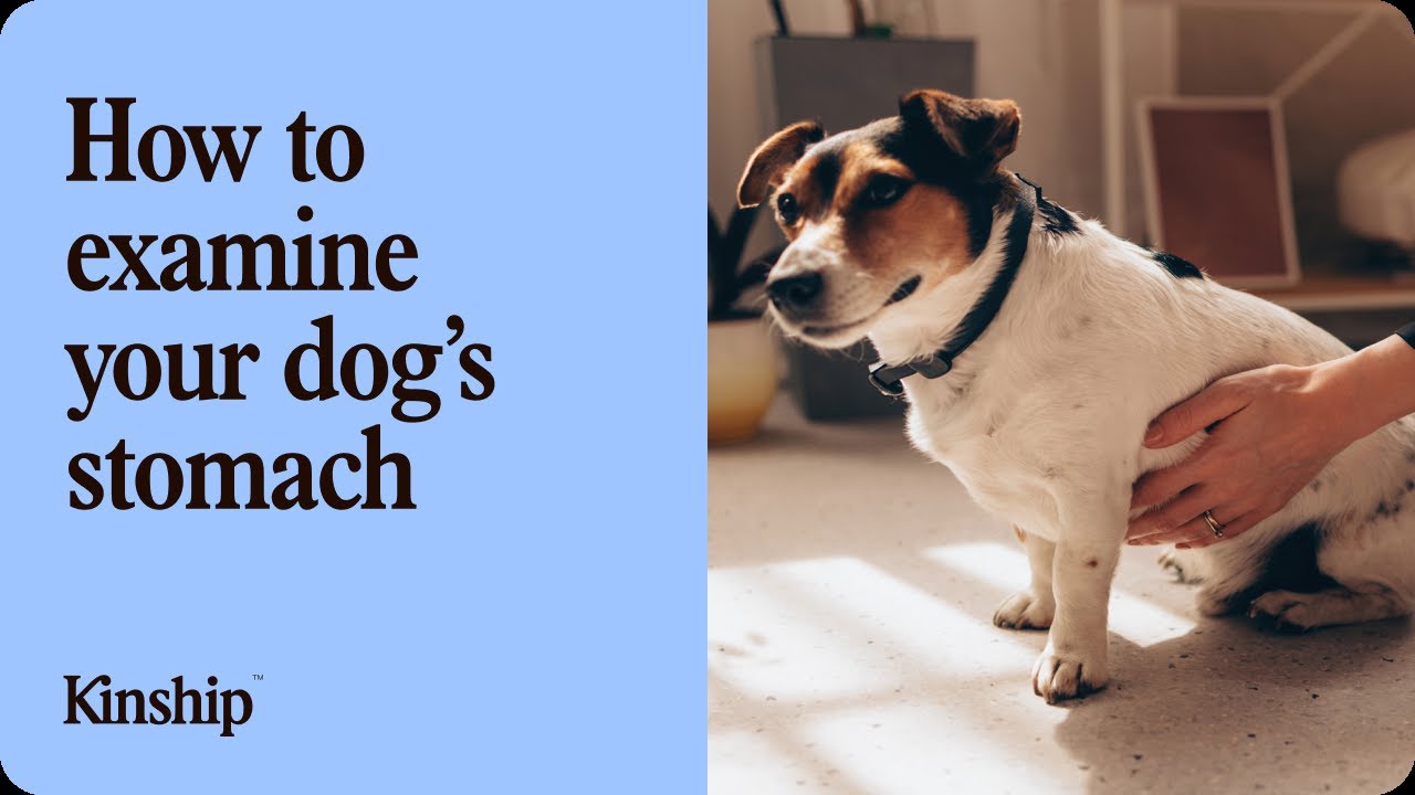 How to Examine Dog's Stomach