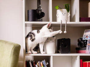 A cat climbing shelves and pawing at a planter. 