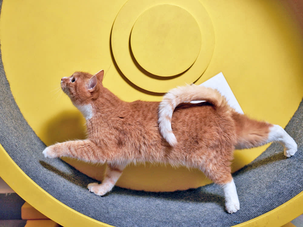 An orange cat walking on a yellow cat exercise wheel. 