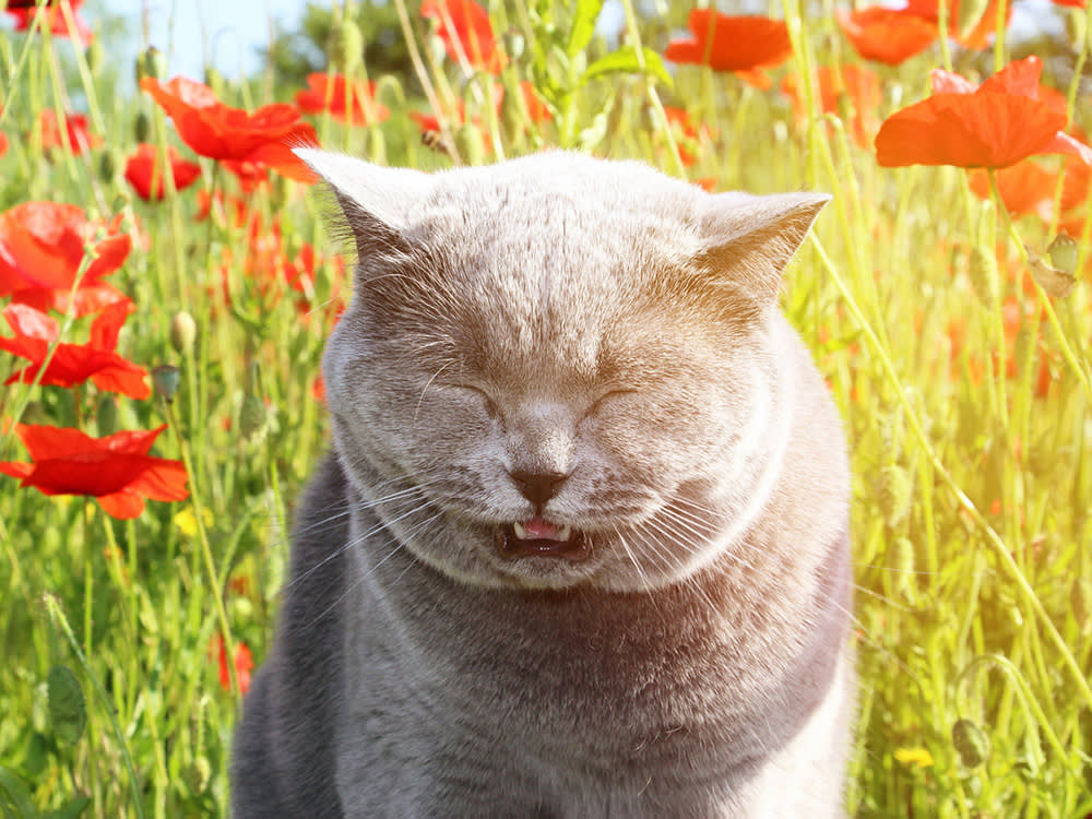 A gray cat sneezes from red poppies in a field.