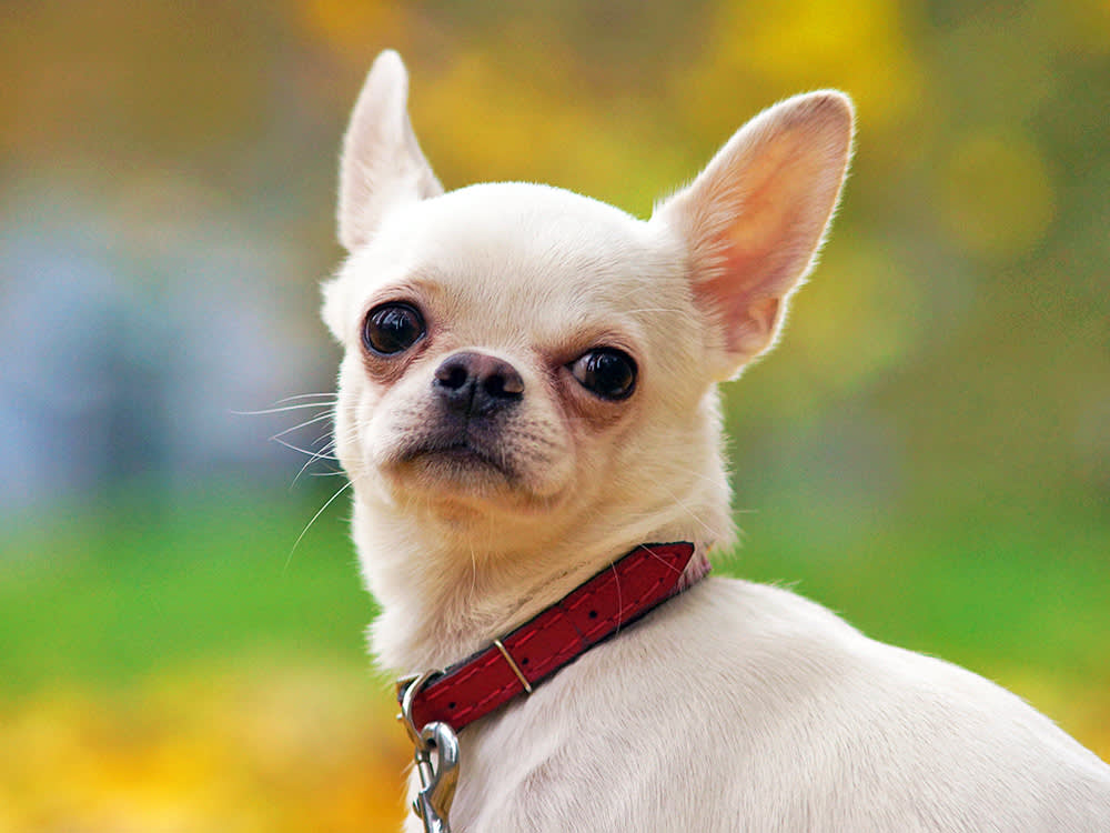 Funny Chihuahua dog outside.