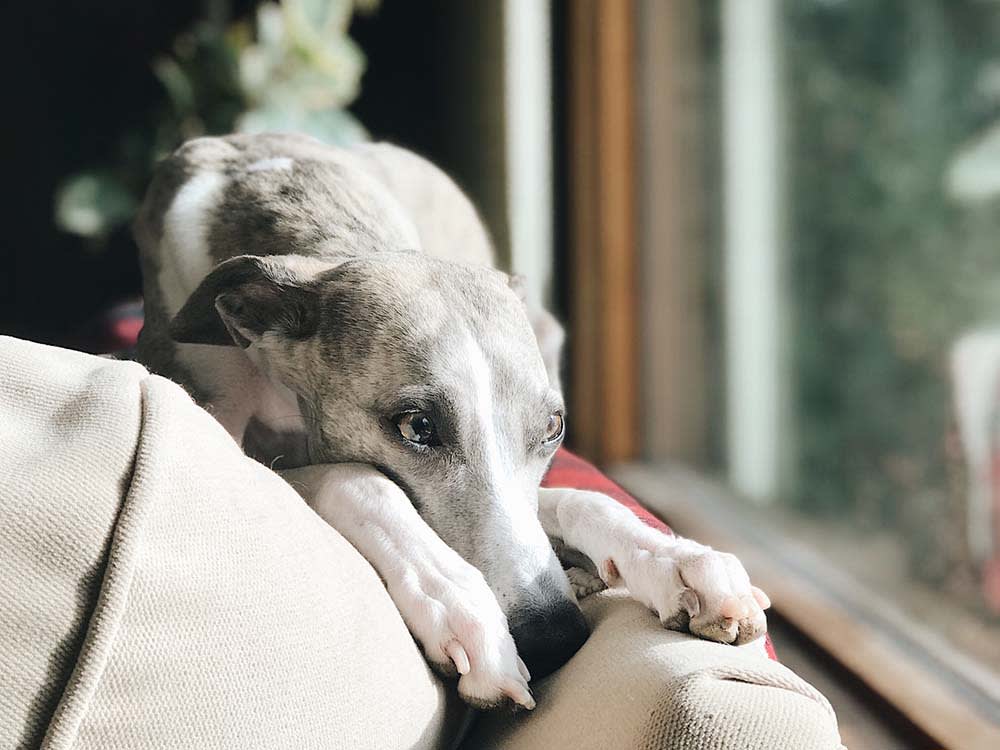 Greyhound dog lying on top of couch looking out of a window