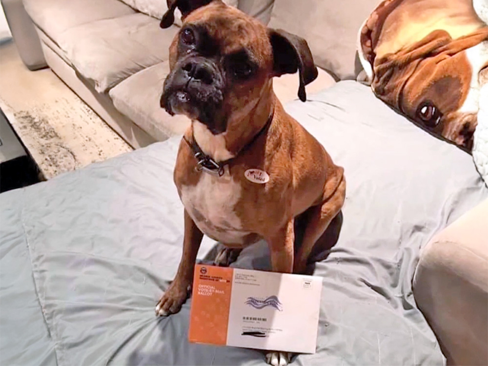 a dog named Maya with her voting sticker and vote-by-mail ballot