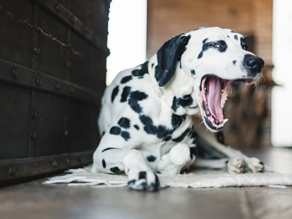 Beautiful dalmatian dog breed coughing at home.