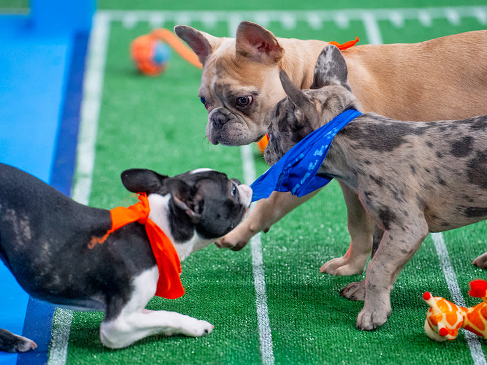 dogs playing in the Puppy Bowl